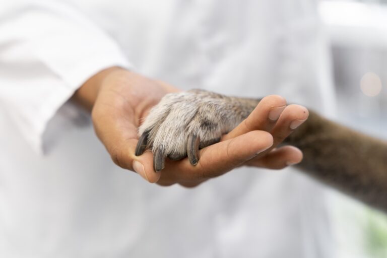 Mão humana segura a pata de um cachorro.