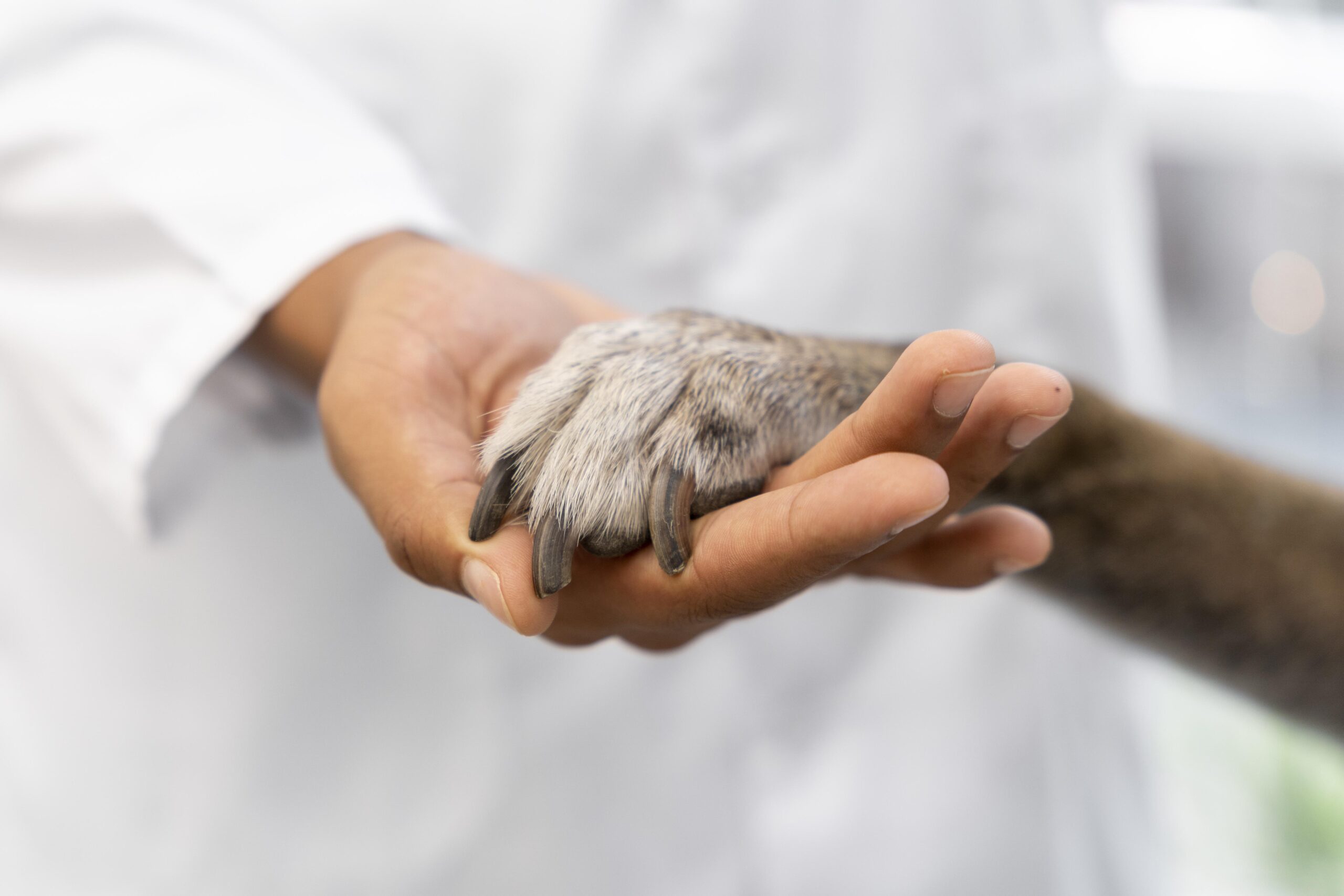 Mão humana segura a pata de um cachorro.